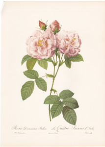 Vintage Pierre-Joseph Redoute roses and flowers